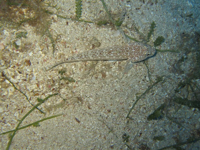 A lizardfish swims in the clear waters off the coast of Mykonos.