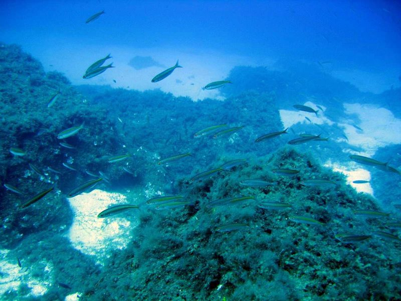 A diver explores vibrant marine life off the coast of Mykonos.