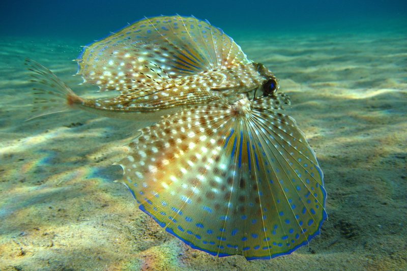 A flying gurnard fish swimming in the Mediterranean Sea near Crete, Greece.
