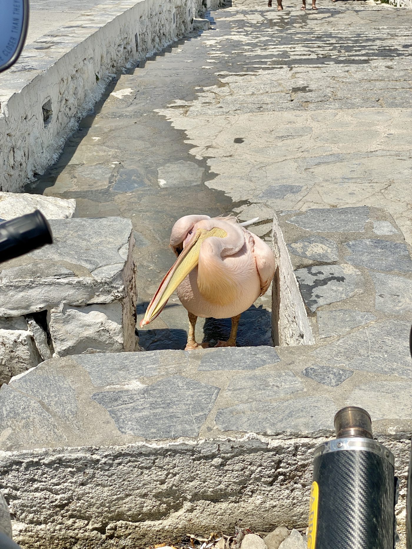 The pelican Petros, mascot of Mykonos, wandering the streets